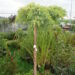 Juniperus_Goldstar_Pa.JPG