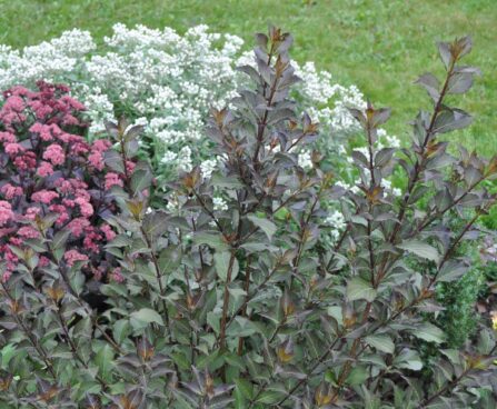 114_2850_Weigela_Nana_Purpurea.JPG