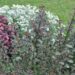114_2850_Weigela_Nana_Purpurea.JPG