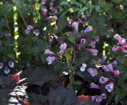 Weigela veigela