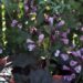 Weigela veigela
