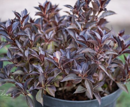 114_9777_Weigela_florida_Nana_Purpurea_kaunis_veigela.jpg
