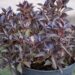 114_9777_Weigela_florida_Nana_Purpurea_kaunis_veigela.jpg