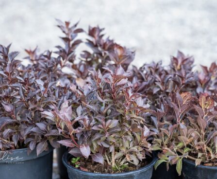 114_9778_Weigela_florida_Nana_Purpurea_kaunis_veigela_2.jpg