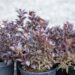 114_9778_Weigela_florida_Nana_Purpurea_kaunis_veigela_2.jpg