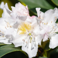 118_10959_Rhododendron_Cunninghams_White_rododendron.jpg