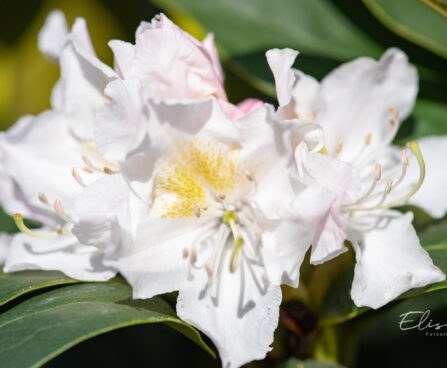 118_10959_Rhododendron_Cunninghams_White_rododendron.jpg