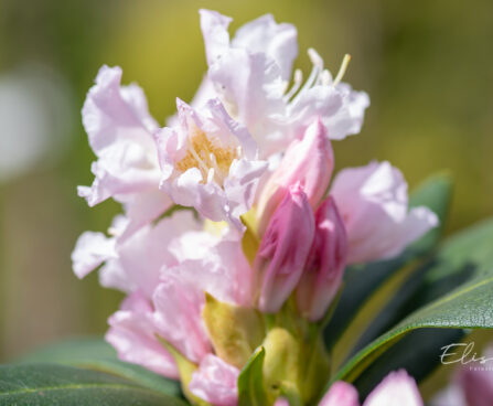 118_10960_Rhododendron_Cunninghams_White_rododendron_2.jpg
