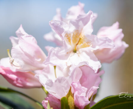 118_10961_Rhododendron_Cunninghams_White_rododendron_3.jpg