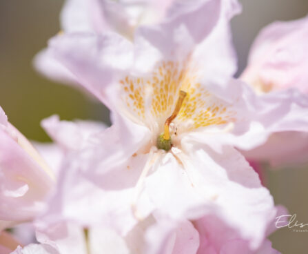 118_10962_Rhododendron_Cunninghams_White_rododendron_4.jpg