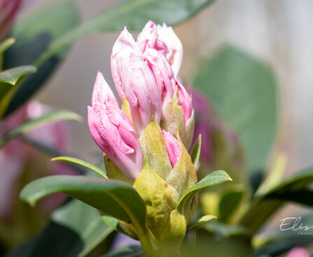 118_10963_Rhododendron_Cunninghams_White_rododendron_5.jpg