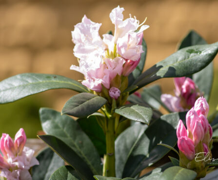 118_10965_Rhododendron_Cunninghams_White_rododendron_7.jpg