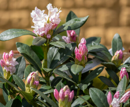 118_10966_Rhododendron_Cunninghams_White_rododendron_8.jpg