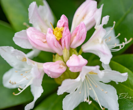 118_11089_Rhododendron_Cunninghams_White_rododendron.jpg