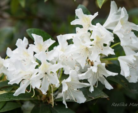 118_8509_Rhododendron_Cunninghams_White.JPG