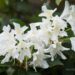 118_8509_Rhododendron_Cunninghams_White.JPG