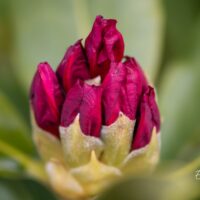 119_10071_Rhododendron_Nova_Zembla_rododendron.jpg