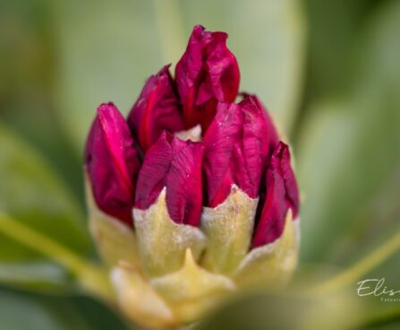 119_10071_Rhododendron_Nova_Zembla_rododendron.jpg