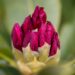 119_10071_Rhododendron_Nova_Zembla_rododendron.jpg