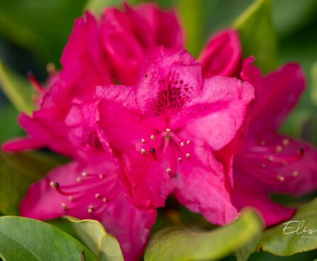 119_10163_Rhododendron_Nova_Zembla_rododendron_2.jpg