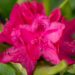 119_10163_Rhododendron_Nova_Zembla_rododendron_2.jpg