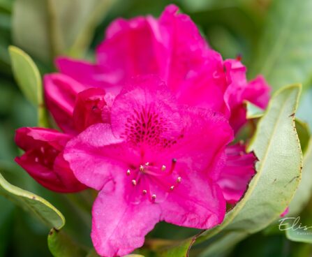 119_10164_Rhododendron_Nova_Zembla_rododendron.jpg