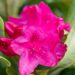 119_10164_Rhododendron_Nova_Zembla_rododendron.jpg