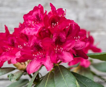 119_8510_Rhododendron_Nova_Zembla.JPG