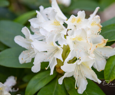120_11170_Rhododendron_Pohjolas_Daughter_rododendron.jpg