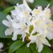 120_11170_Rhododendron_Pohjolas_Daughter_rododendron.jpg