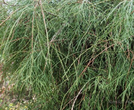 206_6509_Thuja_occidentalis_Filiformis_.JPG