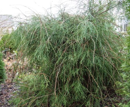 206_6510_Thuja_occidentalis_Filiformis__2.JPG