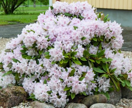 120_8030_Rhododendron_.JPG