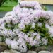 120_8030_Rhododendron_.JPG