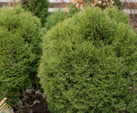 208_6470_Thuja_occidentalis_Little_Gem.JPG