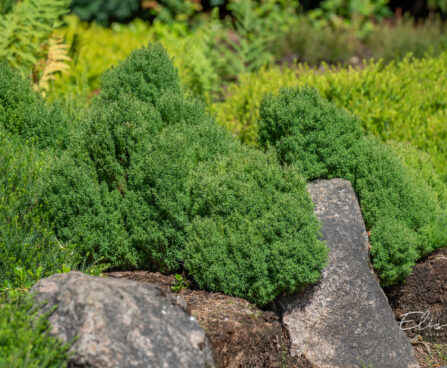 213_10857_Thuja_occidentalis_Teddy_harilik_elupuu.jpg