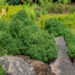 213_10857_Thuja_occidentalis_Teddy_harilik_elupuu.jpg