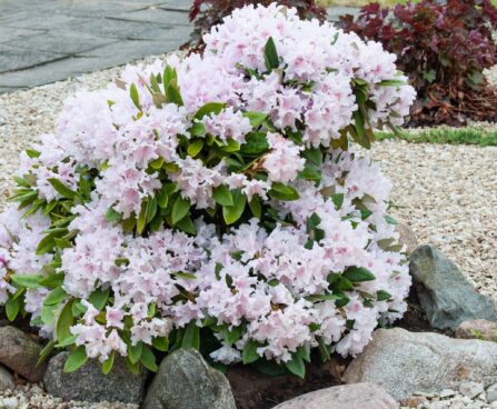 120_8031_Rhododendron__2.JPG