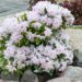 120_8031_Rhododendron__2.JPG