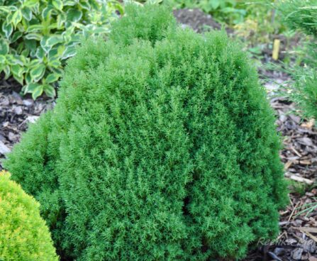 213_4487_Thuja_Teddy.jpg