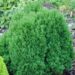 213_4487_Thuja_Teddy.jpg