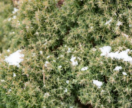 213_6992_Thuja_occidentalis_Teddy_2.JPG