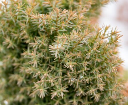 213_6993_Thuja_occidentalis_Teddy.JPG