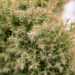 213_6993_Thuja_occidentalis_Teddy.JPG