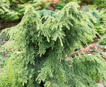 221_8479_Tsuga_canadensis_Pendula.JPG