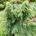 221_8479_Tsuga_canadensis_Pendula.JPG