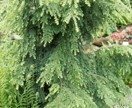 221_8480_Tsuga_canadensis_Pendula_2.JPG