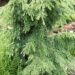 221_8480_Tsuga_canadensis_Pendula_2.JPG