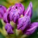 121_10217_Rhododendron_Catawbiense_Grandiflorum_rododendron.jpg