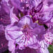 121_11150_Rhododendron_Catawbiense_Grandiflorum_rododendron_2.jpg